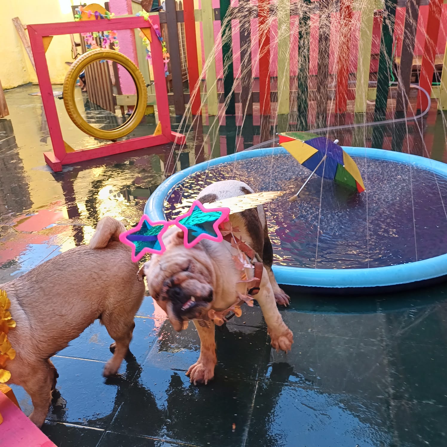 Cães se divertindo na piscina da creche